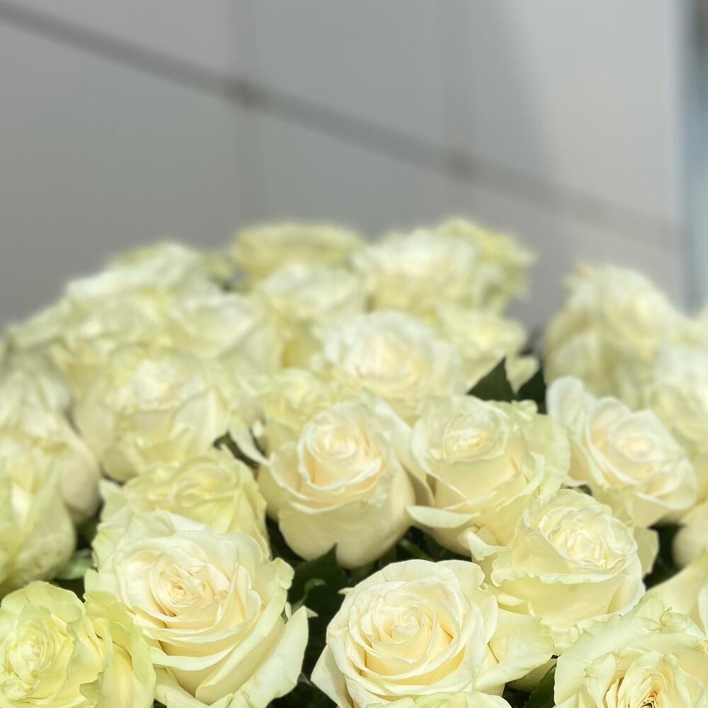 51 белая Роза