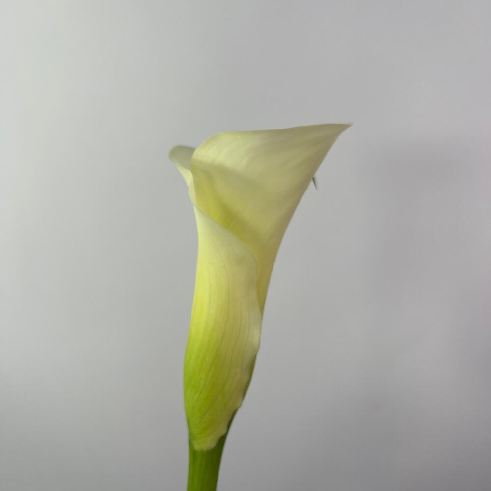 Калла белая