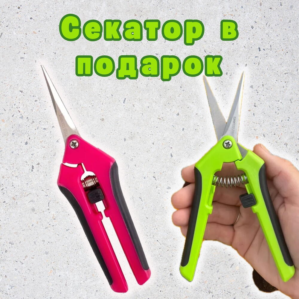 Кон аморе 29 + секатор в подарок