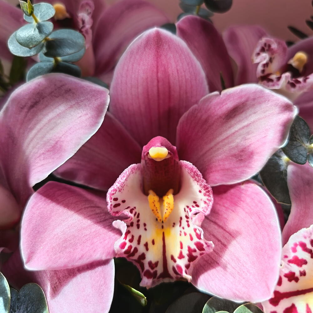 Цимбидиум в коробке