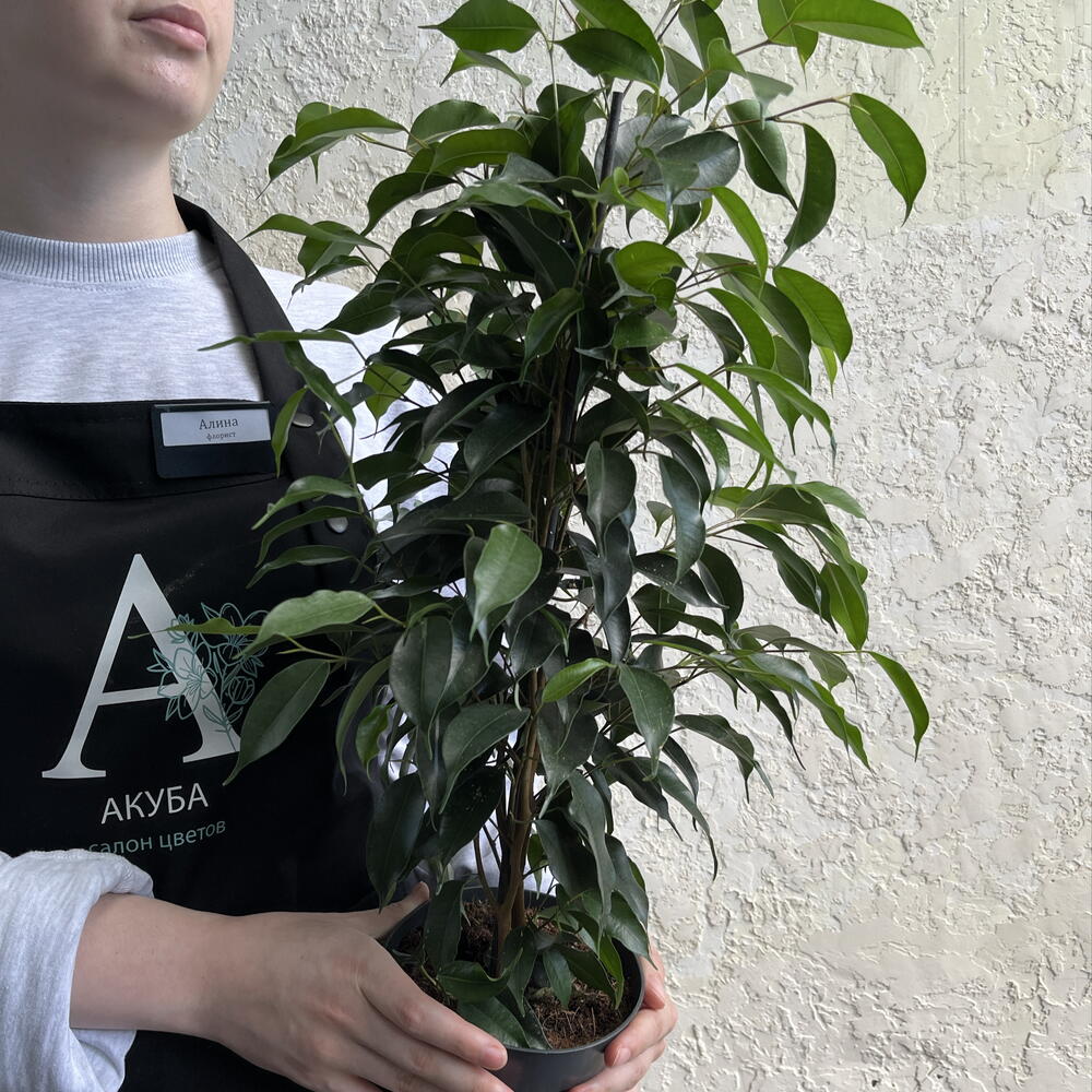 Фикус Бенджамина в горшке — живое интерьерное дерево 🌳