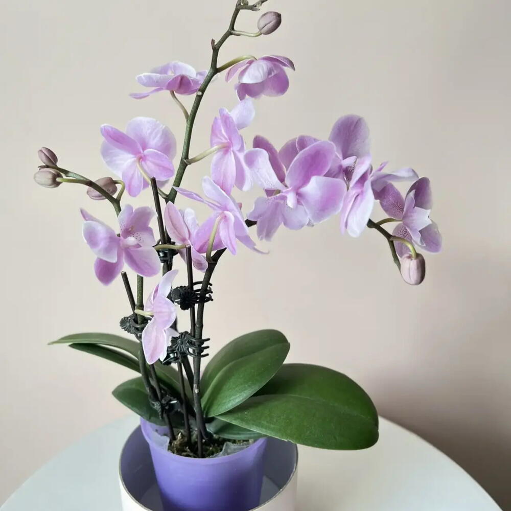 Орхидея сиреневая