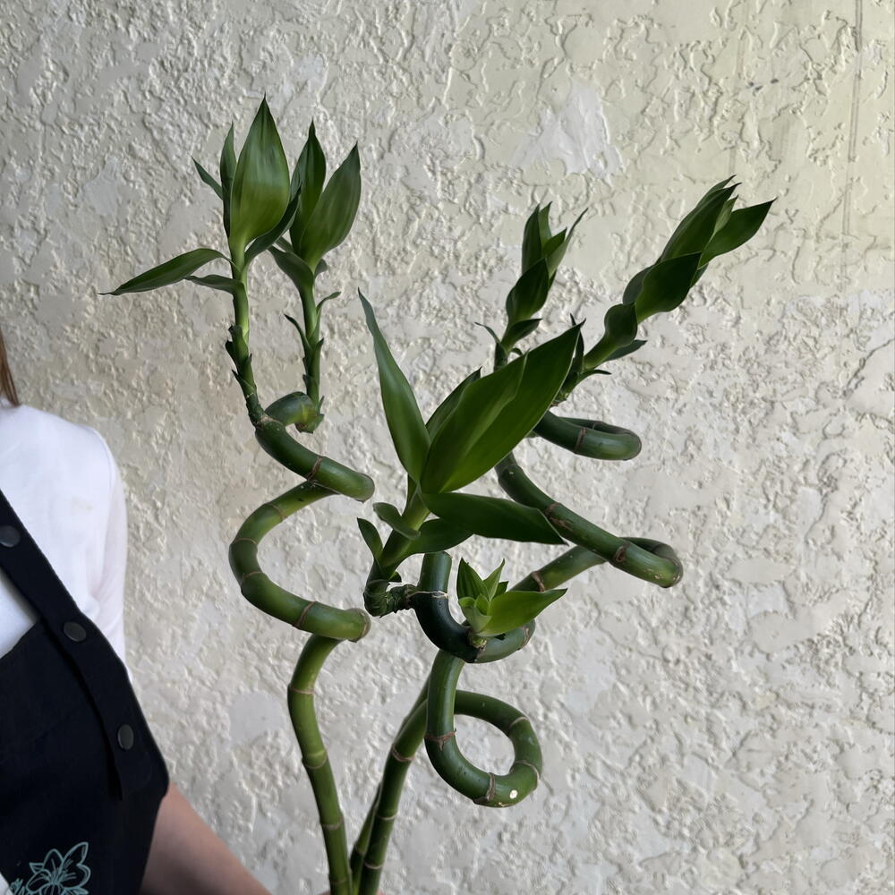Драцена Сандера Спираль «Бамбук счастья» (Lucky Bamboo)