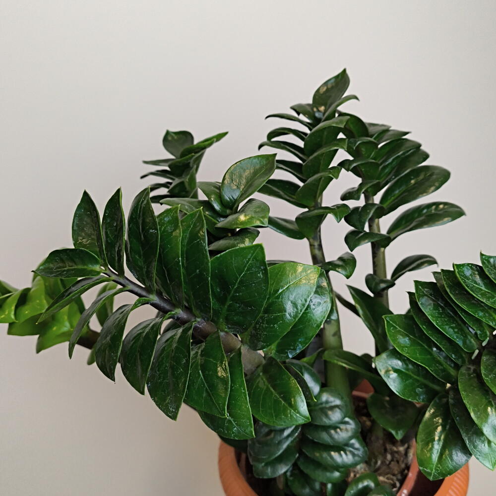 Замиокулькас Занзи🌱