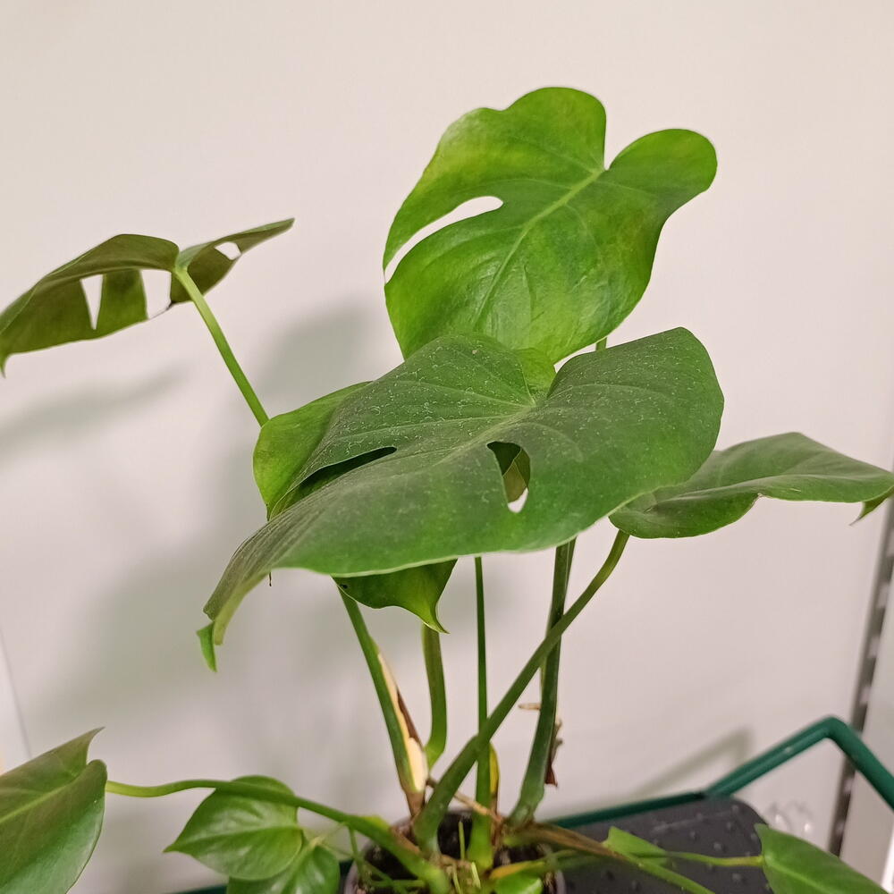 Монстера деликатесная (Monstera deliciosa)
