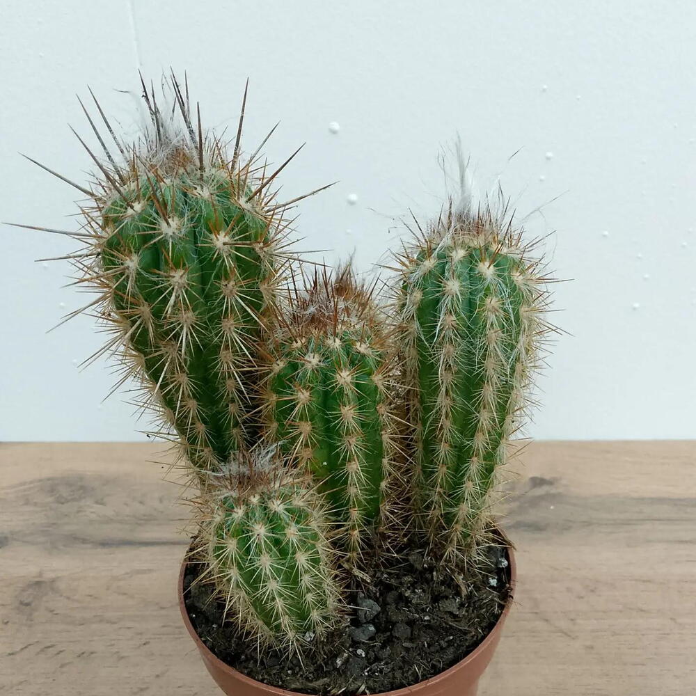 Кактус d 12 см