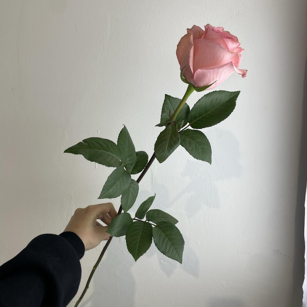 Розы нежные 💖