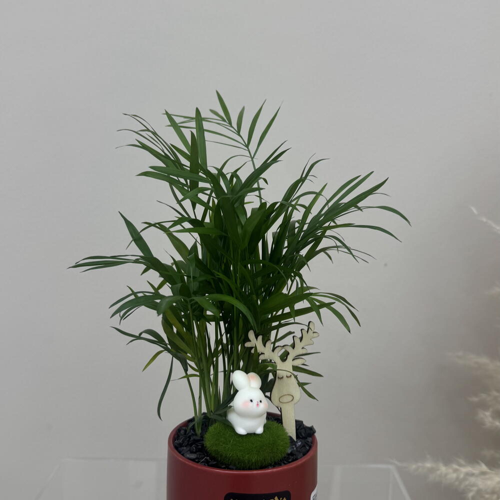 Chrysalidocarpus lutescens in a ceramic pot