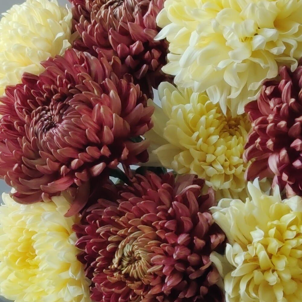 Дуо хризантем 💛