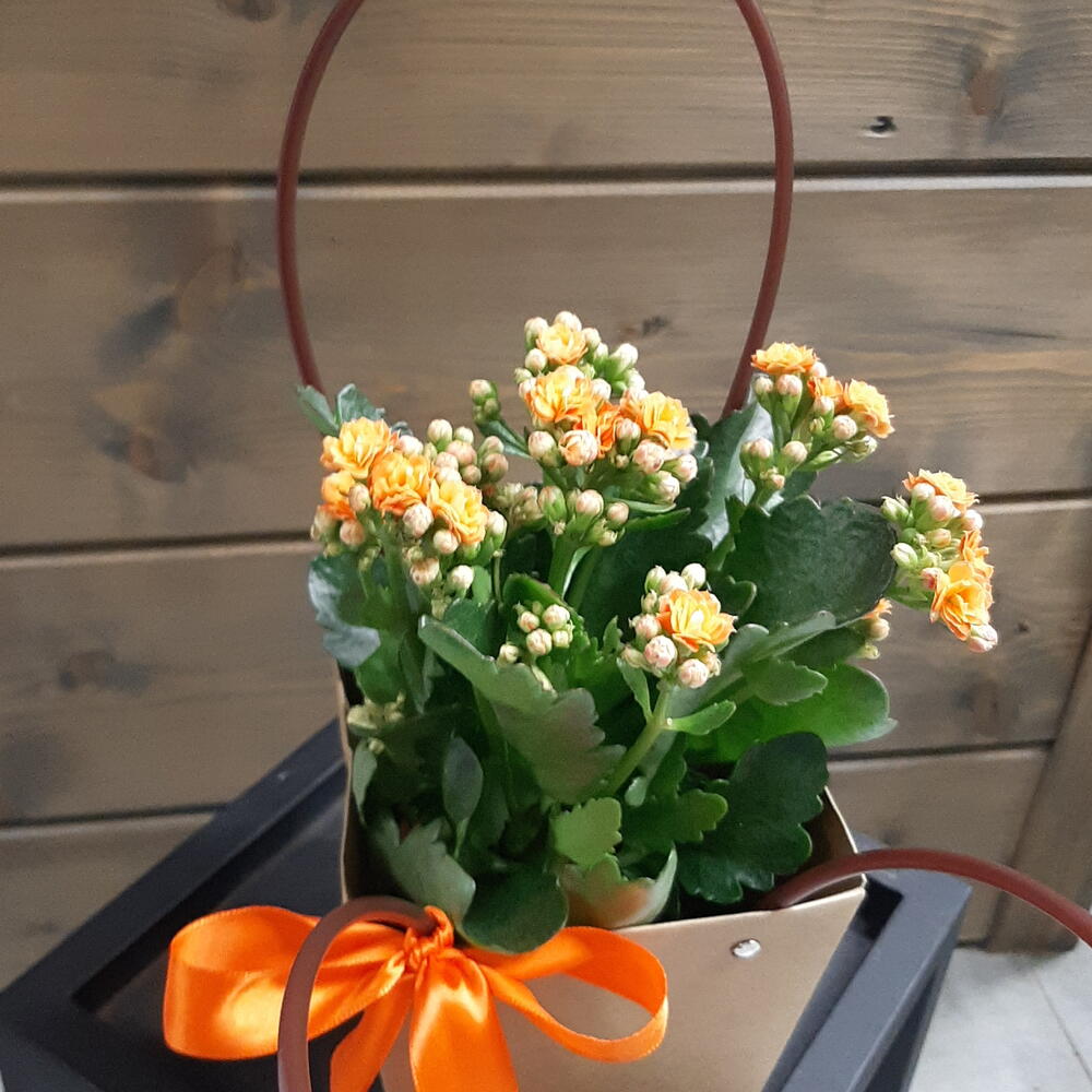 Каланхое
