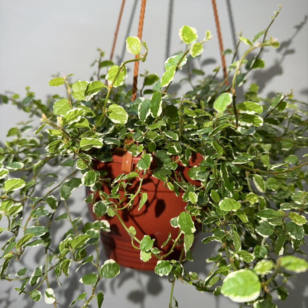 🌿 Фикус пумила Variegata