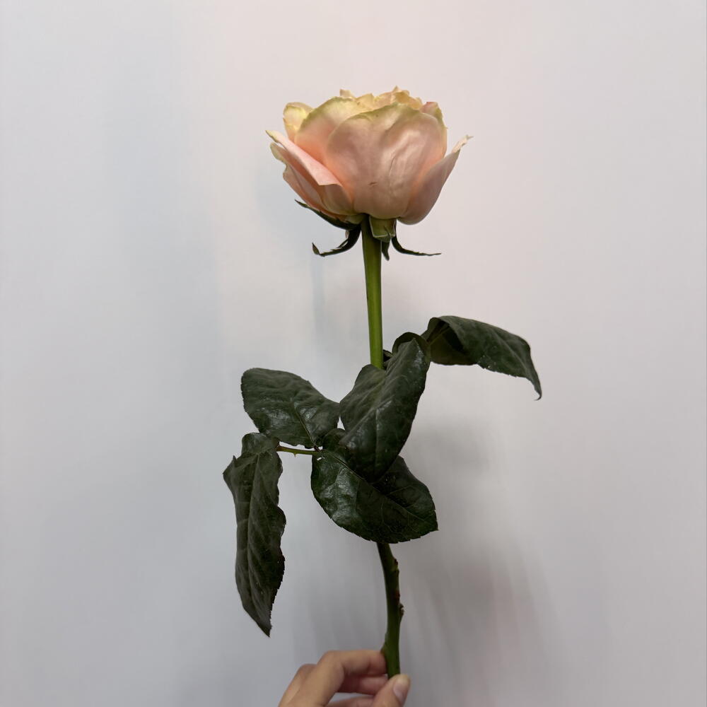 роза pink expression
