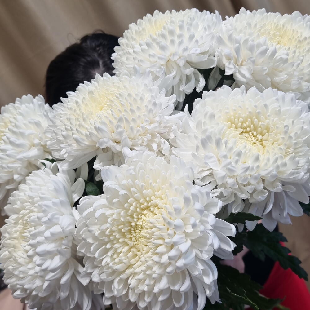 Хризантемы