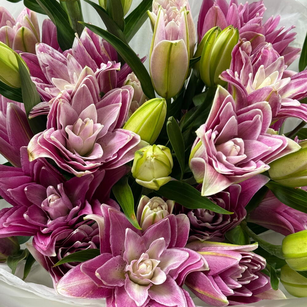 Pink Lily Dream