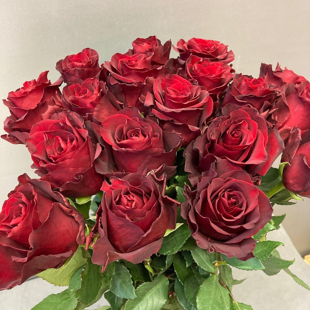 17 rosas rojas