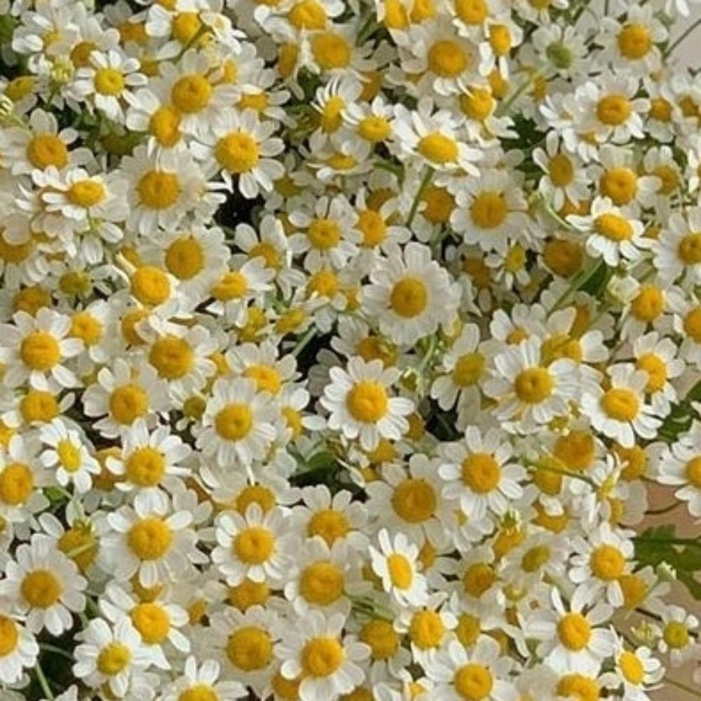 Nube de manzanilla