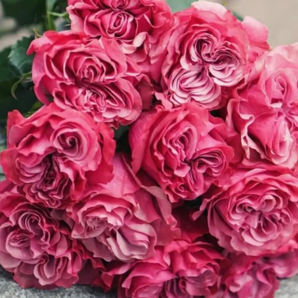 Роза Кантри БлюзПионовидная, Цветы и подарки в Санкт-Петербурге, купить по цене 3780 RUB, Монобукеты в Флорэра с доставкой