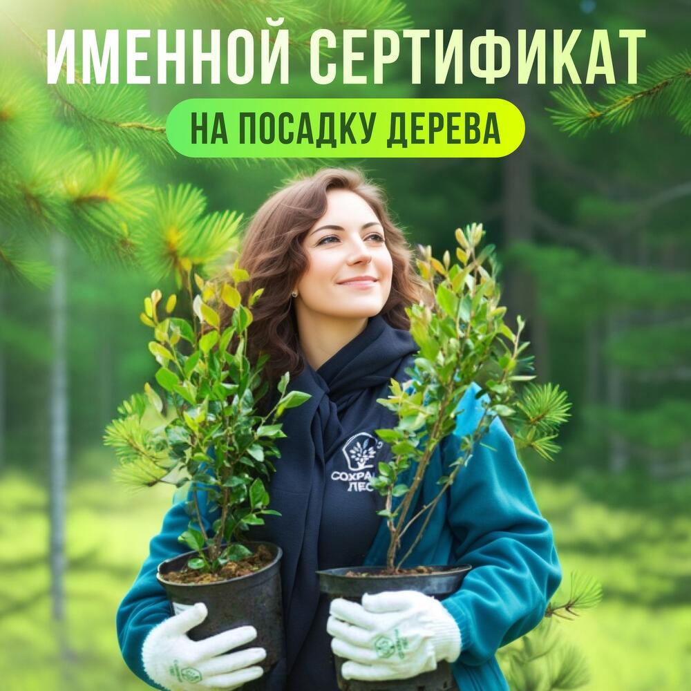 Дерево
