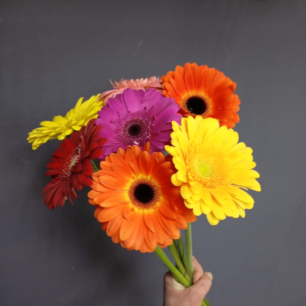 Bouquet 7 Gerber