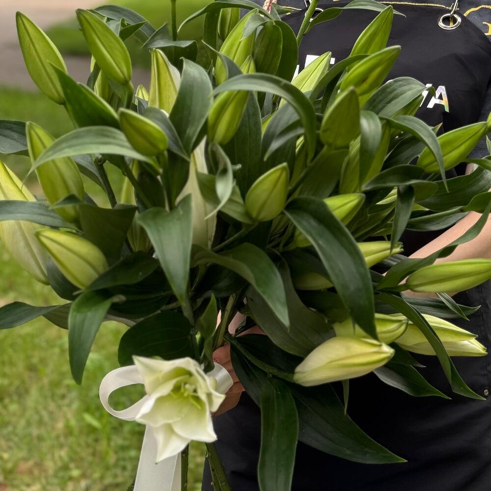 Лилия белая ароматная