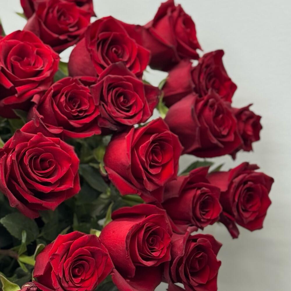 Bouquet of 25 explorer roses