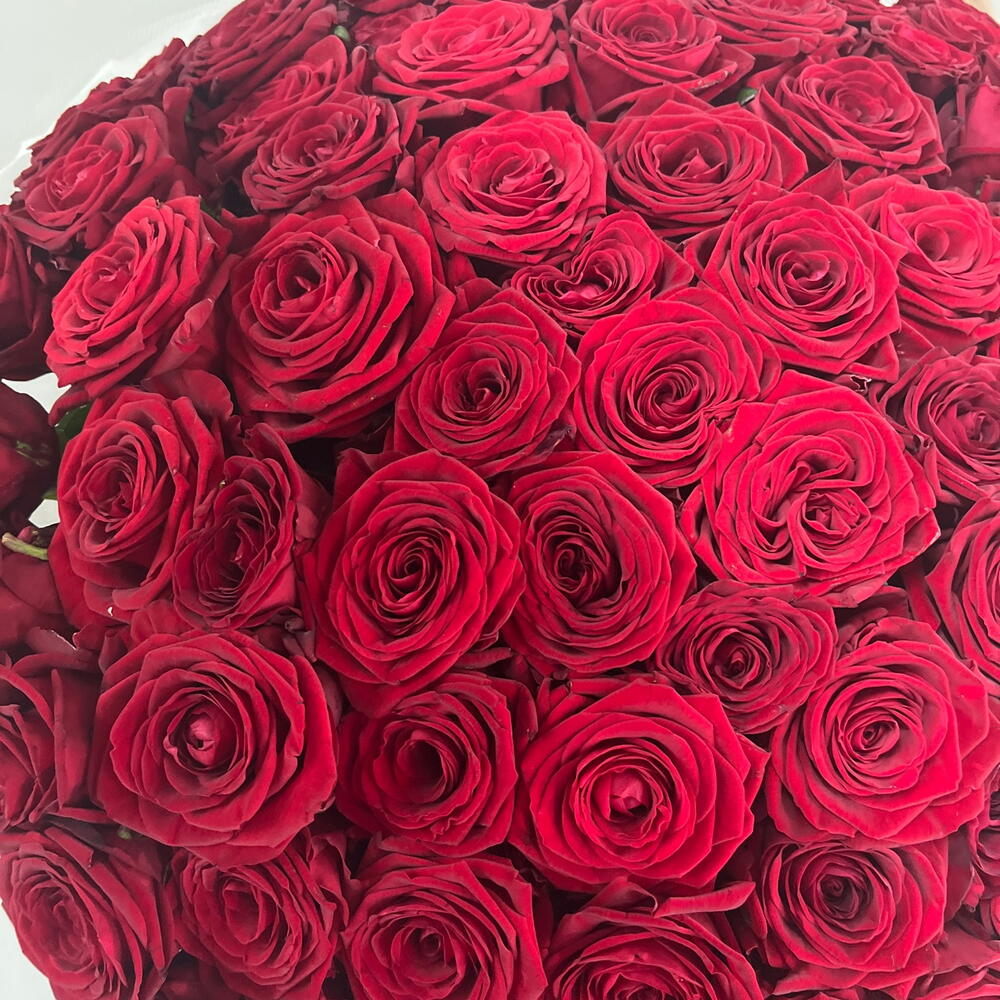 101 бордовая роза😍💋❣️