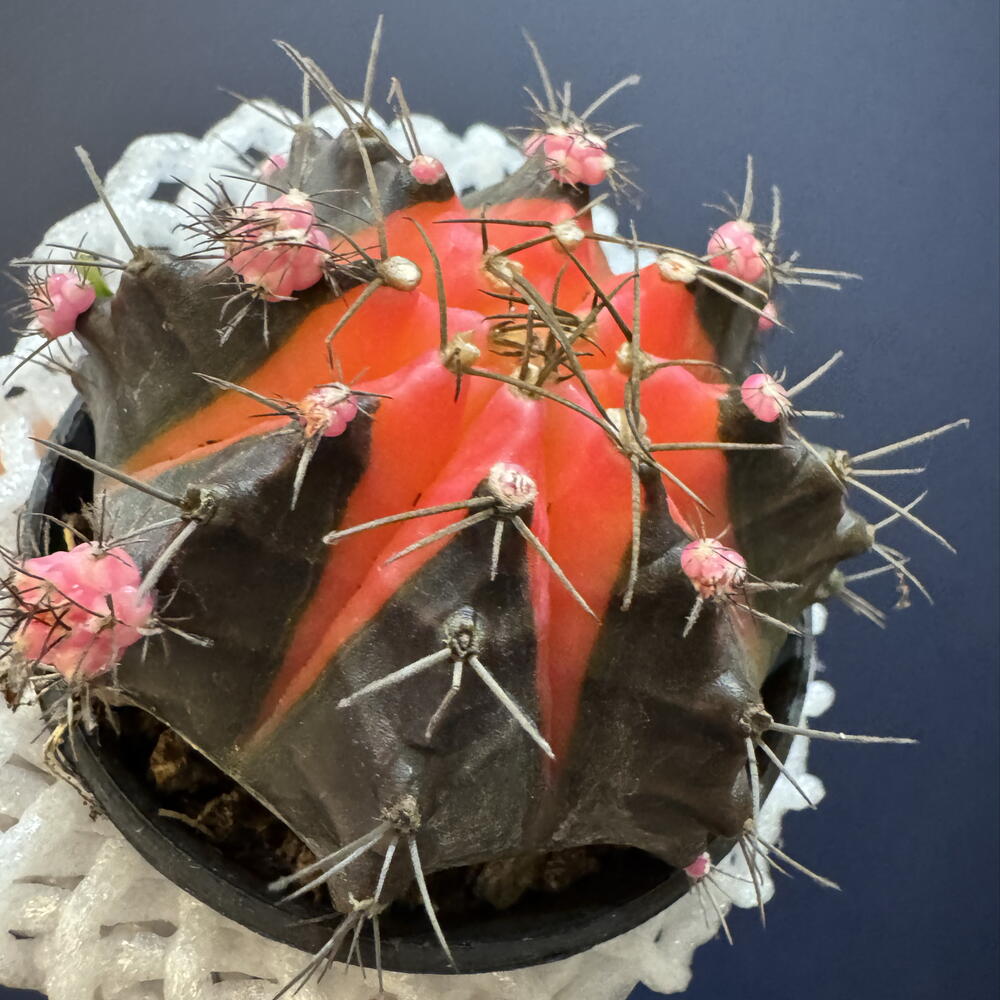Гимнокалициум вариегатный (Gymnocalycium mihanovichii variegata)