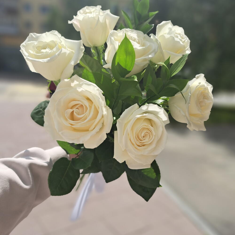 7 белых роз сорта Венделла