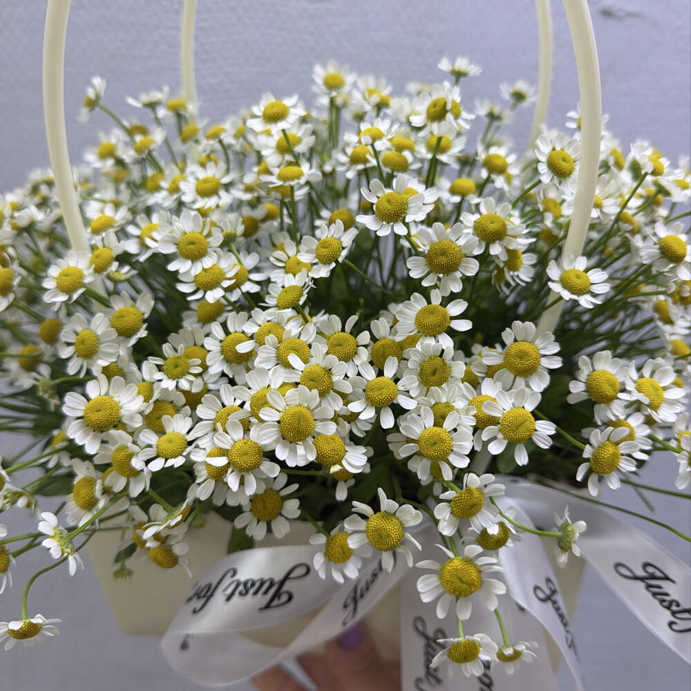 Ромашка