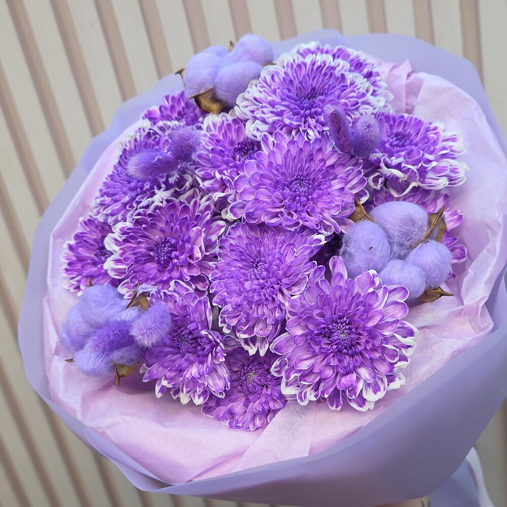 Фиолетовая хризантема кустовая с хлопком и лагурусом