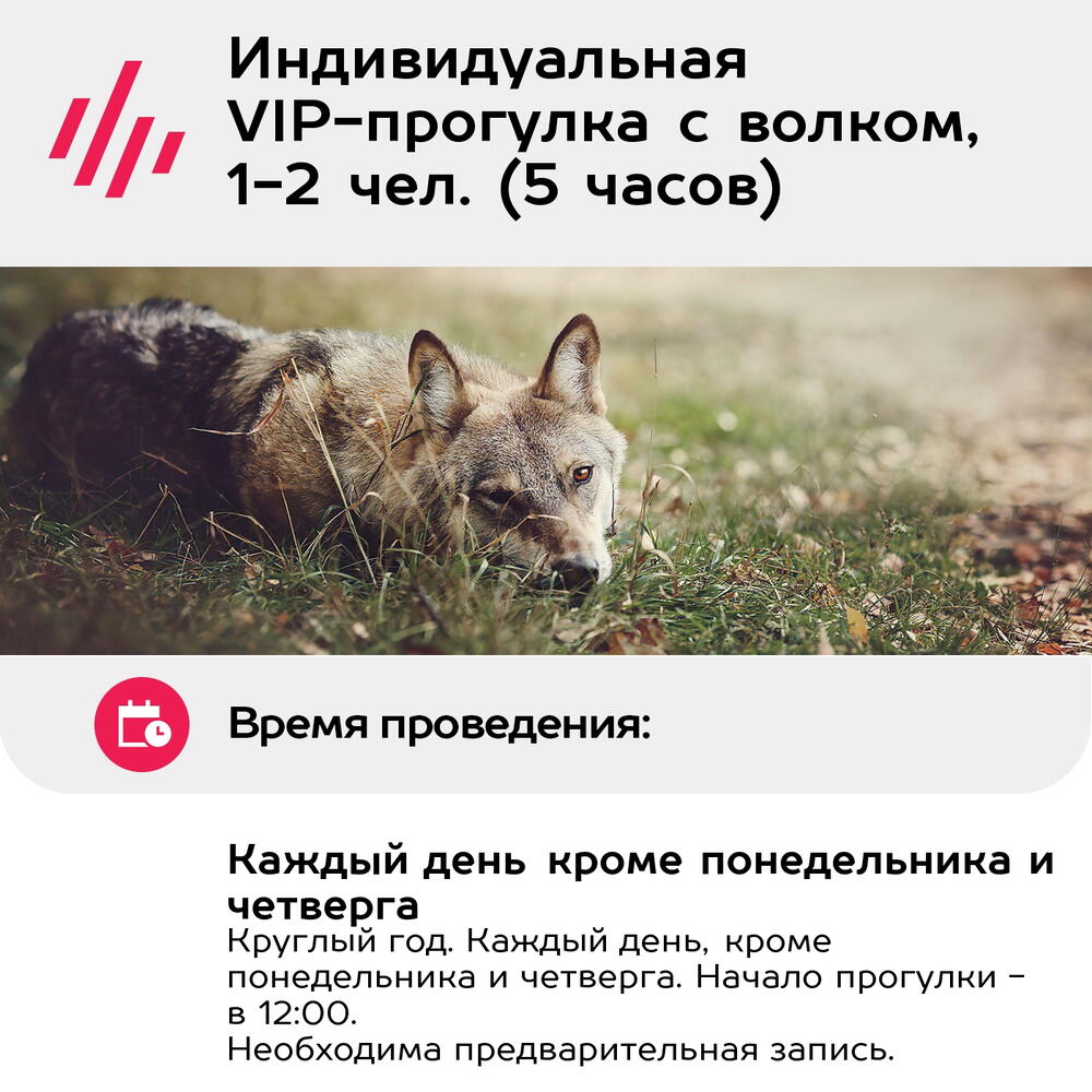 Подарочный сертификат Индивидуальная VIP-прогулка с волком, 1-2 чел. (5 часов) (Московская область)