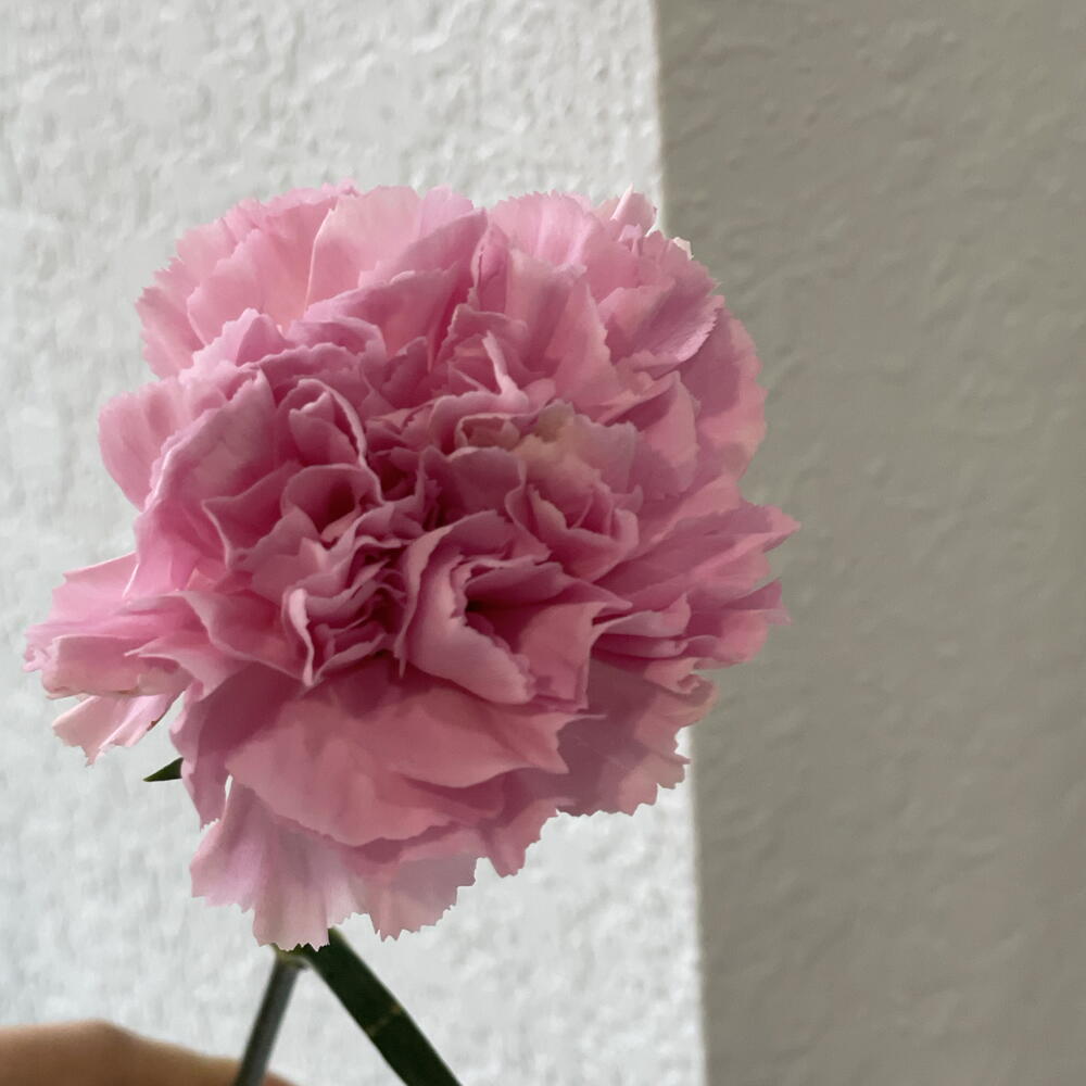 розовый диантус🌸