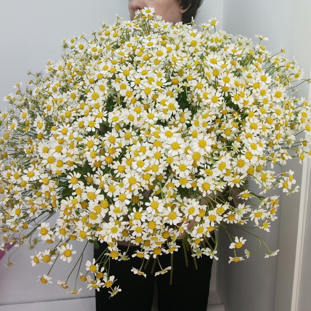 Букет ромашек кустовых 35