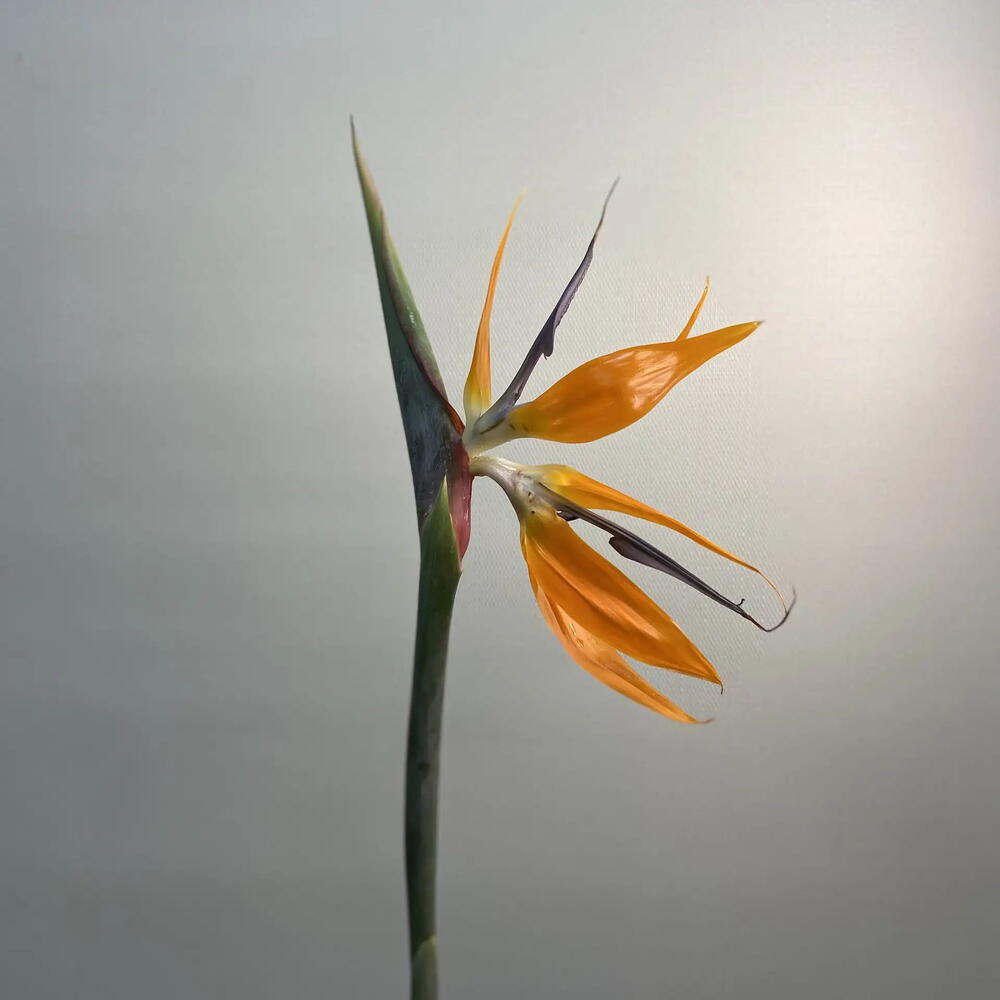 Стрелиция / Strelitzia