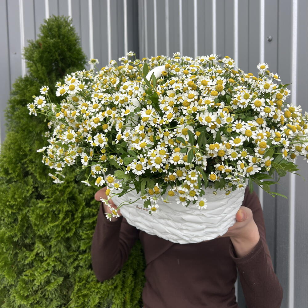 Корзина Матрикари 💐💐💐