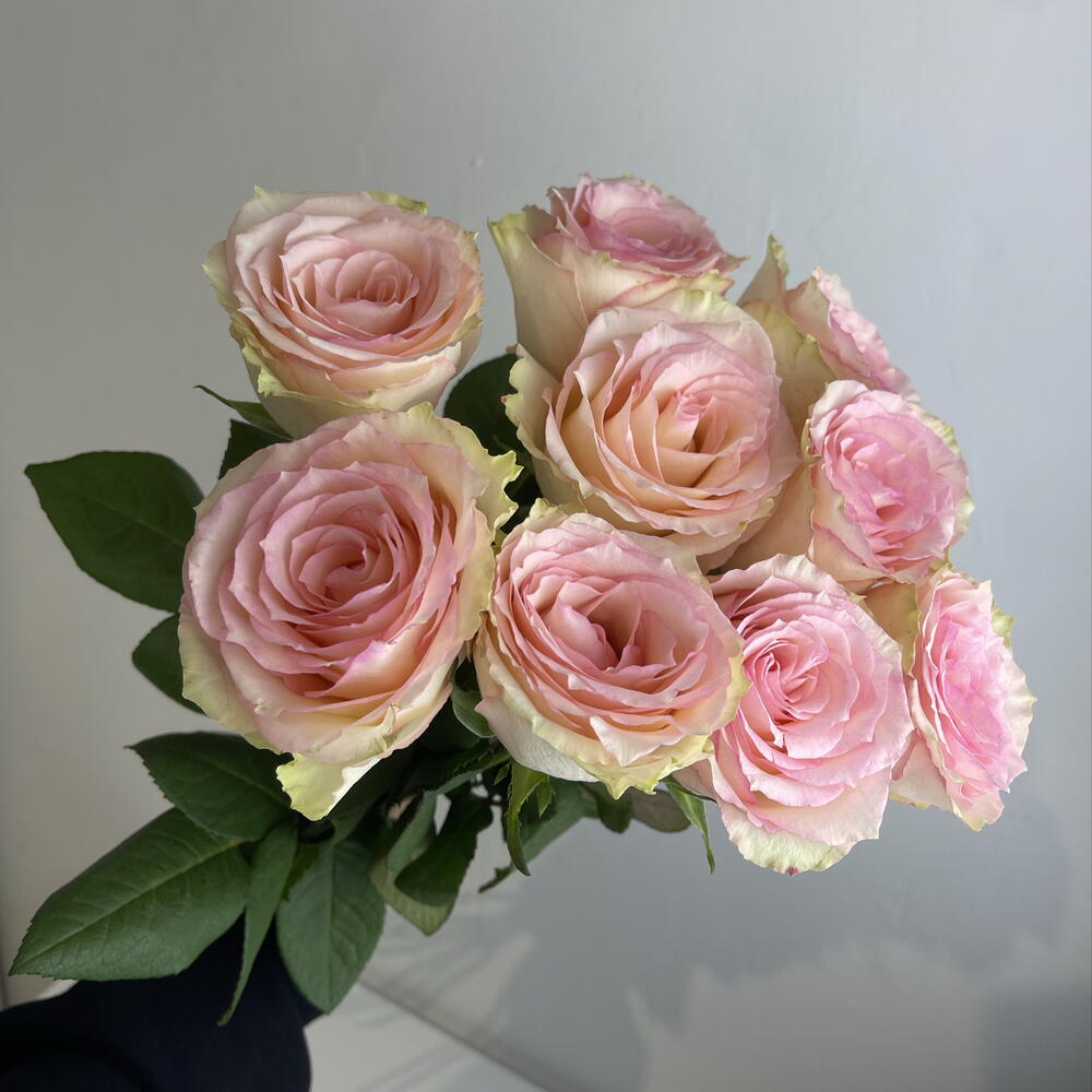 Розы нежные 🌸9