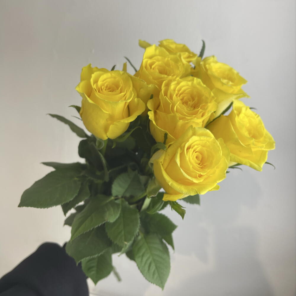 Розы жёлтые 💛 7