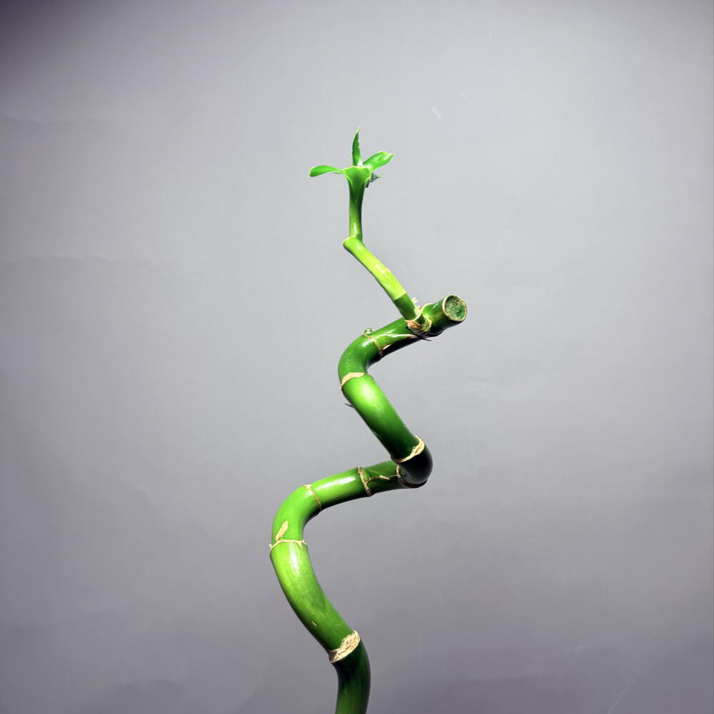 Lucky Bamboo