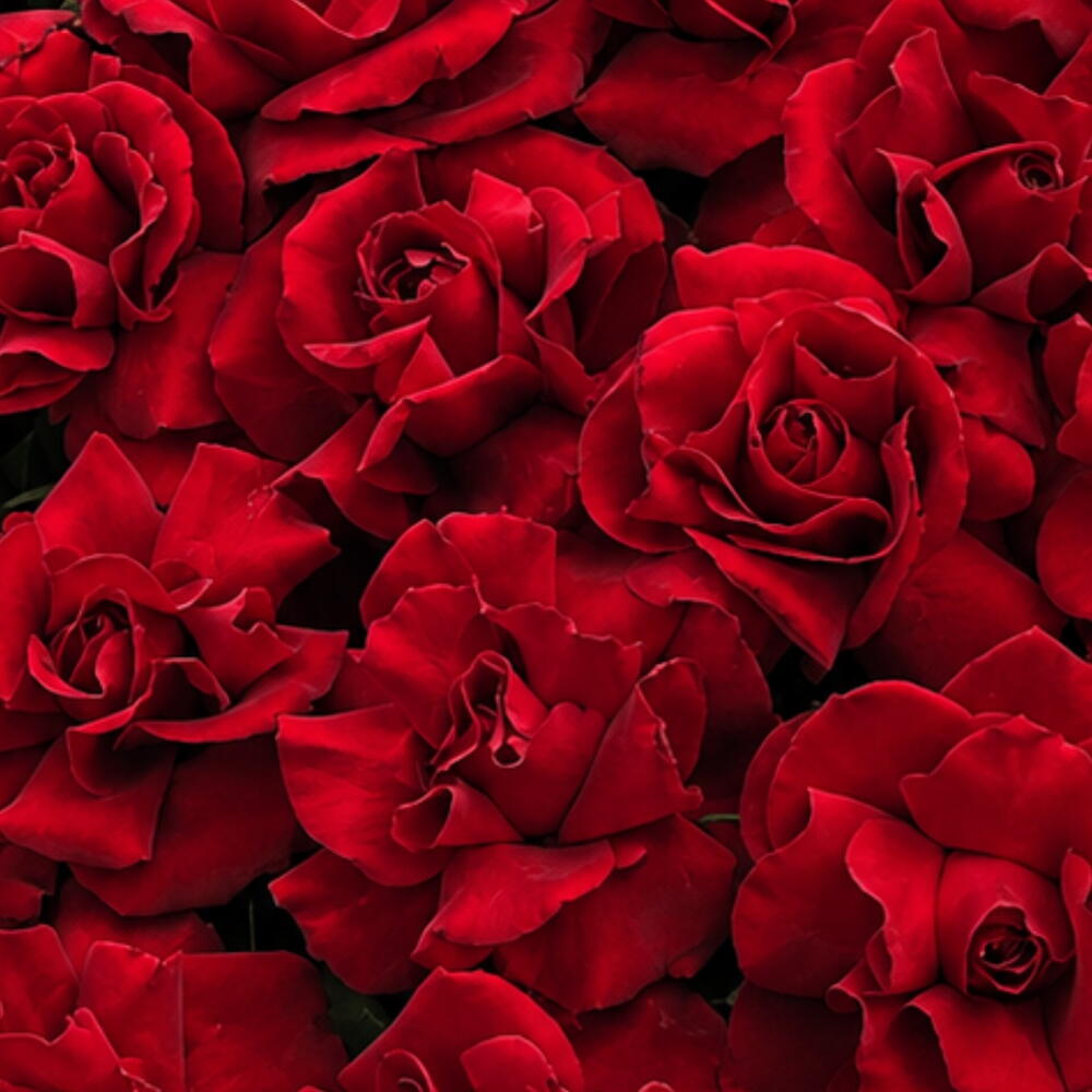 Qırmızı ❣️