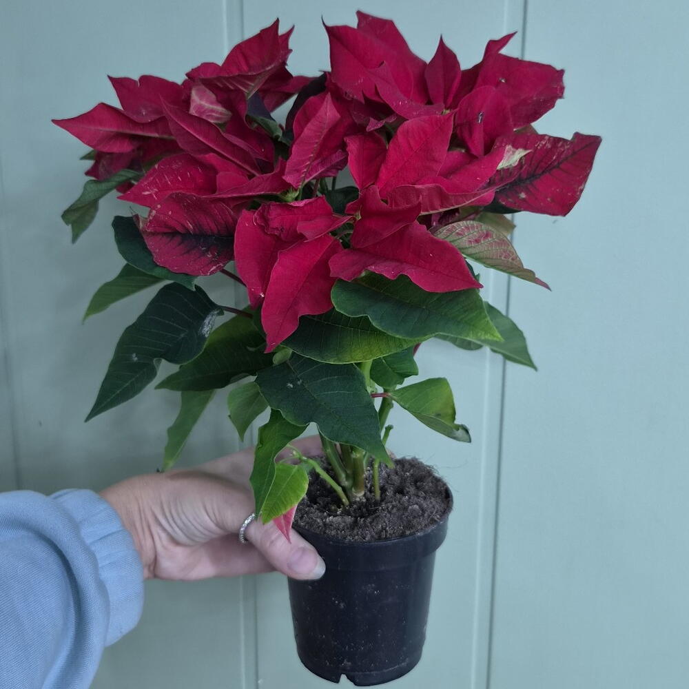Poinsettia