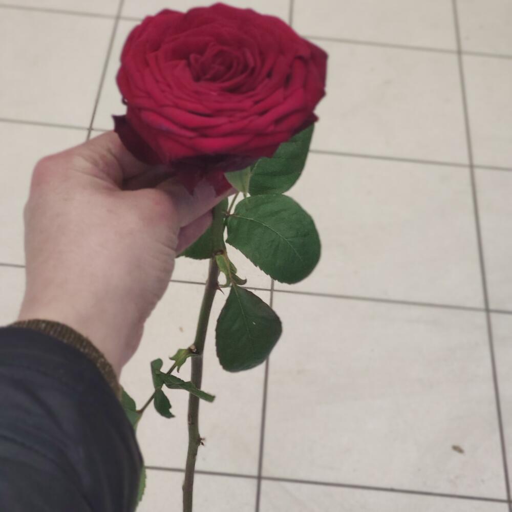 Розы крупная 50 см