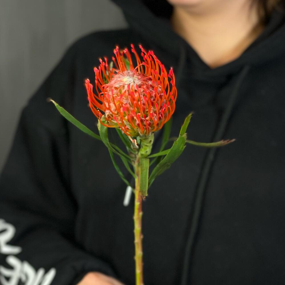 Leucospermum