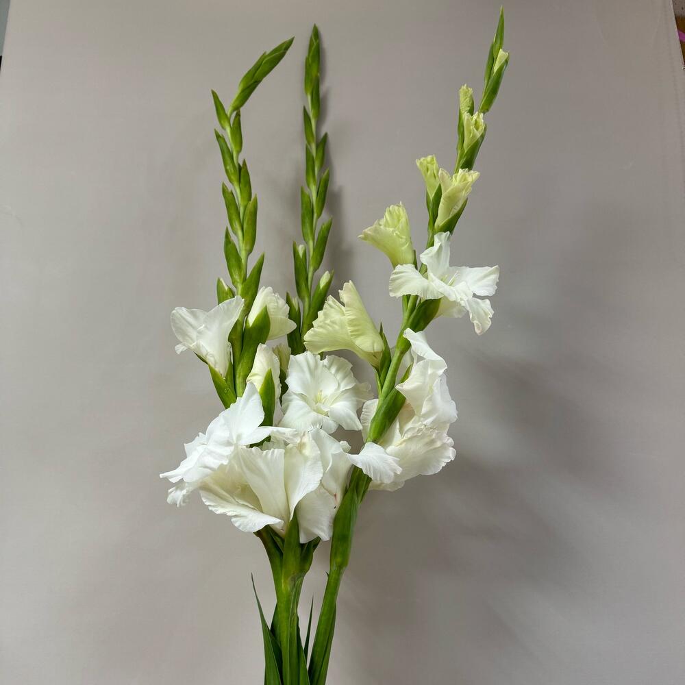 Гладиолус 3