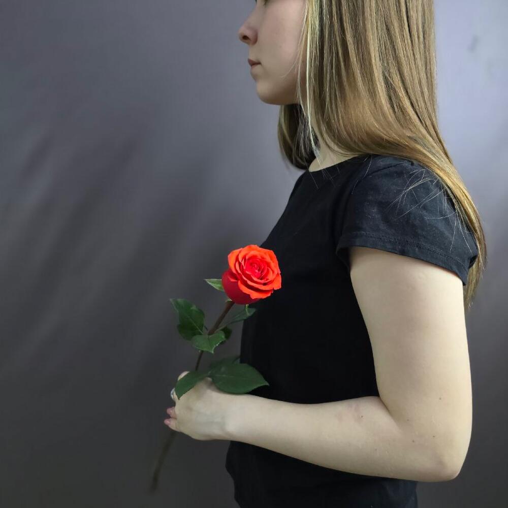 Роза алая Nina