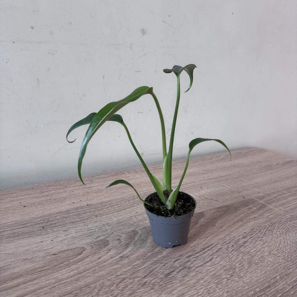 Монстера Бурле Маркс Флейм (monstera Burle Marx flame)