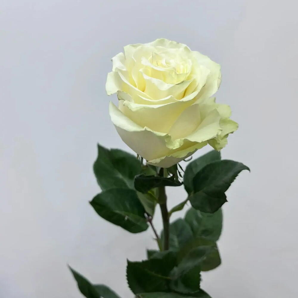 Роза белая Мондиаль