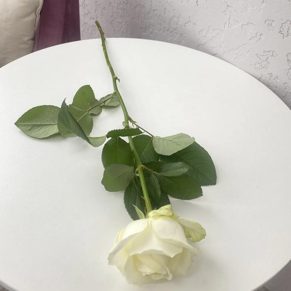 Роза белая Аваланш 60 см