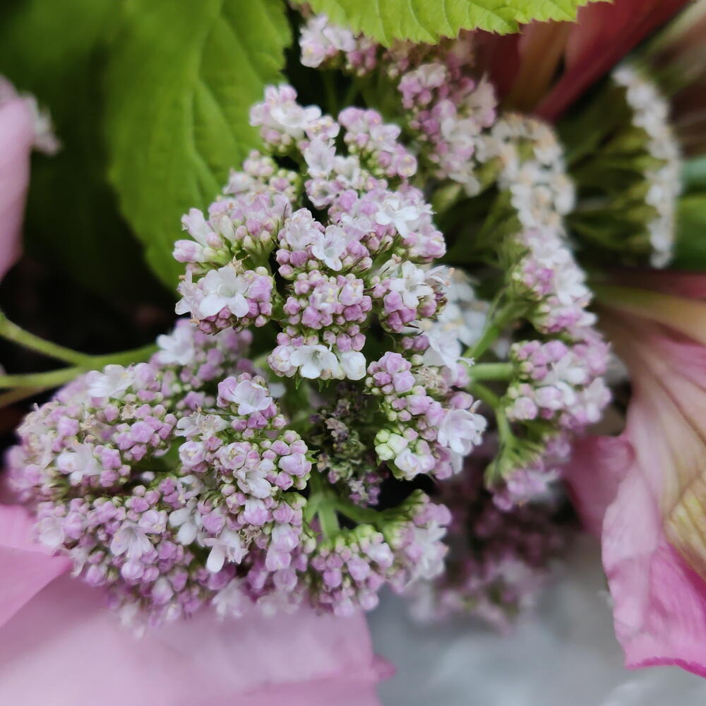 Букет Прованс с французской розой 💖