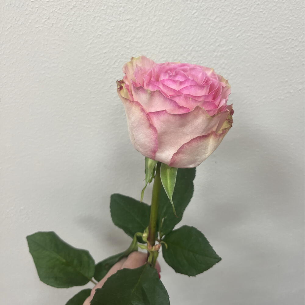 Роза Pink