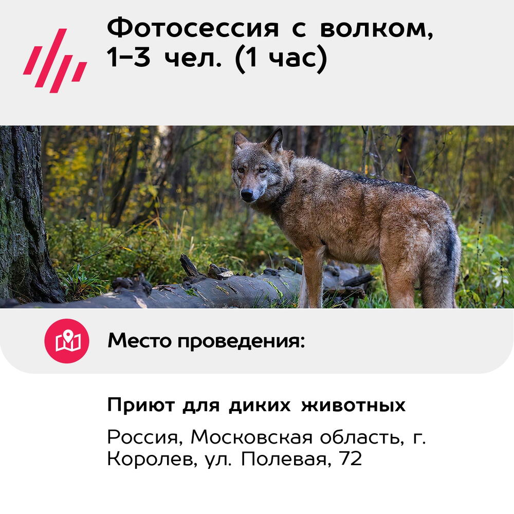 Подарочный сертификат Фотосессия с волком, 1-3 чел. (1 час) (Московская область)